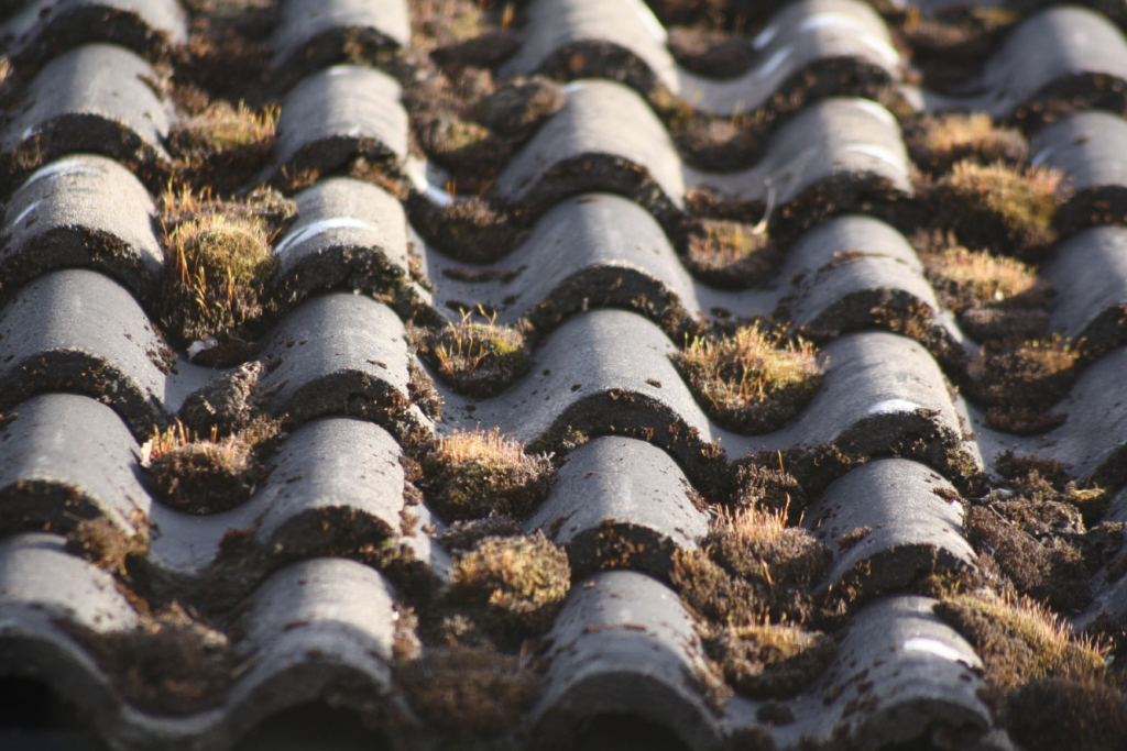 Grass and dirt buildup on roof