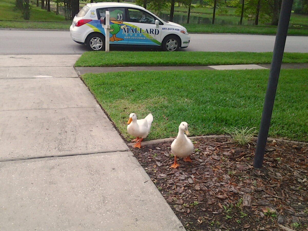 Modern family home refreshed with Maintenance Cleaning in Narcoossee, FL for cleaner exterior living spaces
